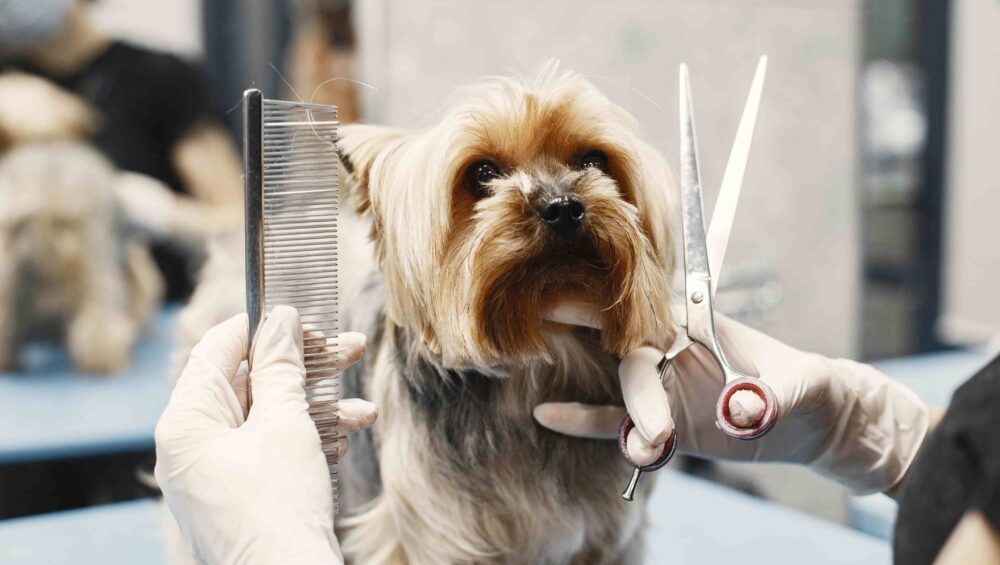 Your Guide to Dog Hair Care
